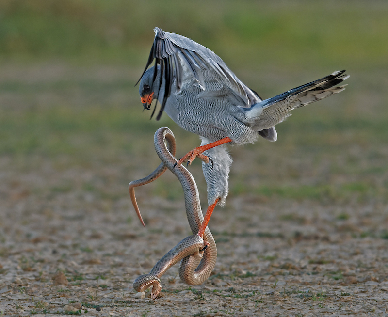 PSSA Silver Medal - Winner Nature Colour -Fight with Mole Snake - Antionette Morkel - Uitenhage Camera Club
