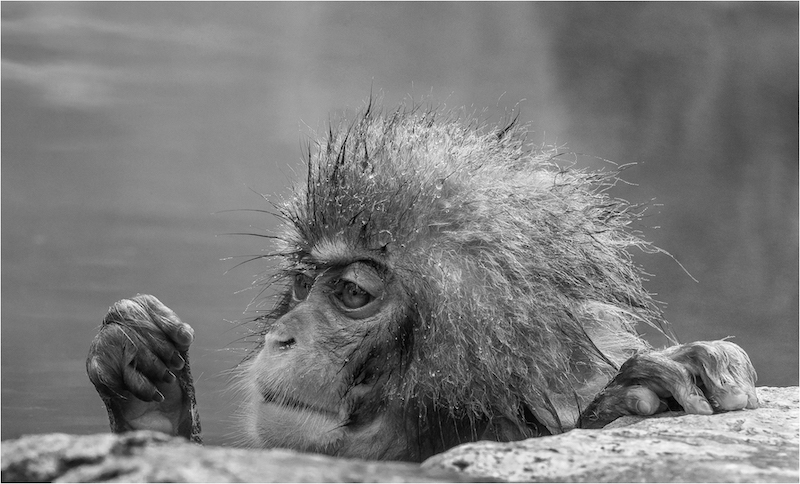PSSA Silver Medal - Winner Nature Mono - Snow Monkey Baby Thoughts - Karyn Parisi - Fish Hoek Photographic Society