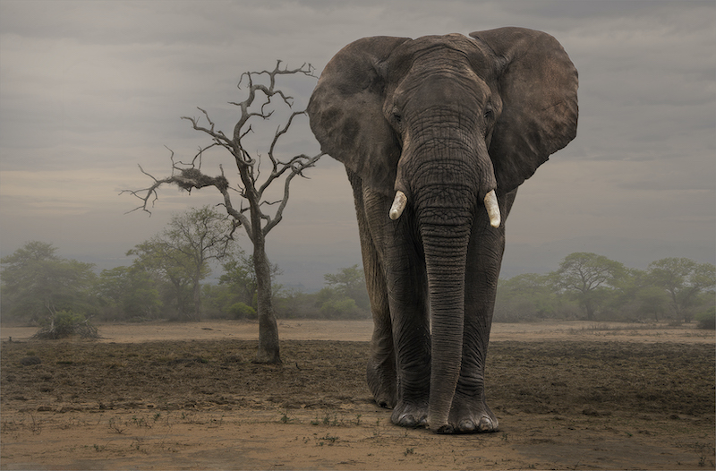 PSSA Silver Medal - Winner Open Colour - Large and In Charge - Joey James - Southern Suburbs Camera Club