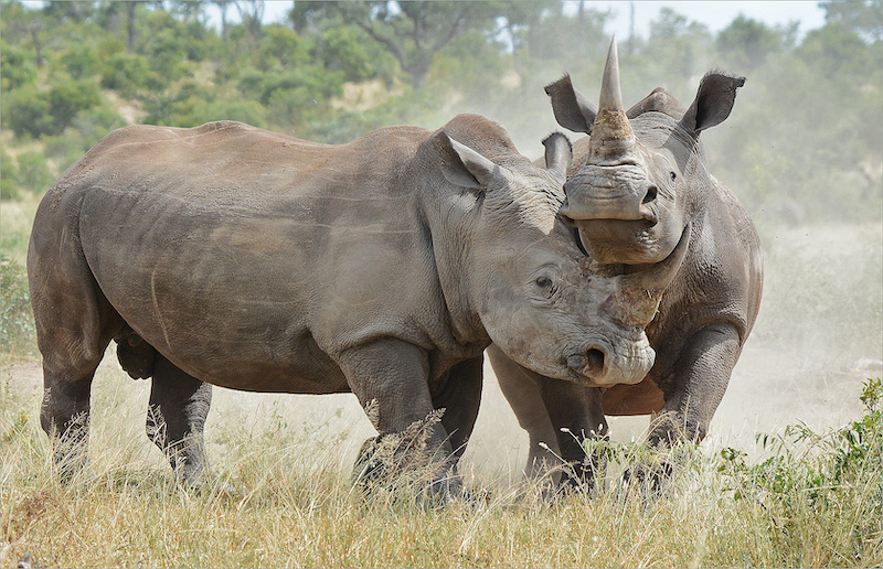 Kosmos Brons Medalje - Wildlife Colour - DOMINANSIE - gawie vd westhuizen - Kosmos Fotografie Klub