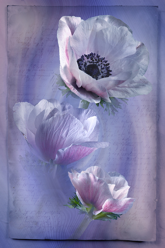 Kosmos Club Runner Up Medal - Creative Colour - Peonies - Laetitia Kenny - Boksburg Camera Club