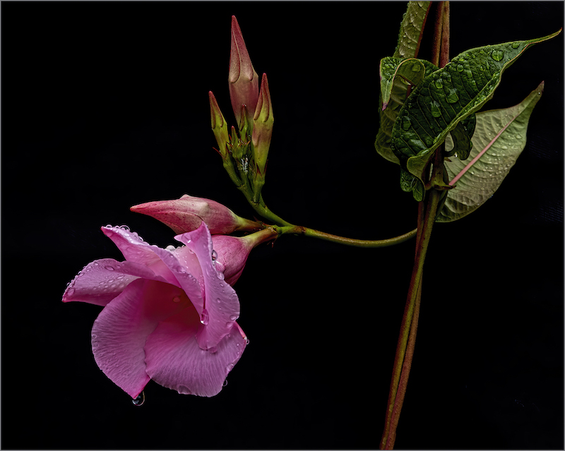 Kosmos Club Runner Up Medal - Open Colour - Late Bloomer - Chris Swingler - Amber Camera Club