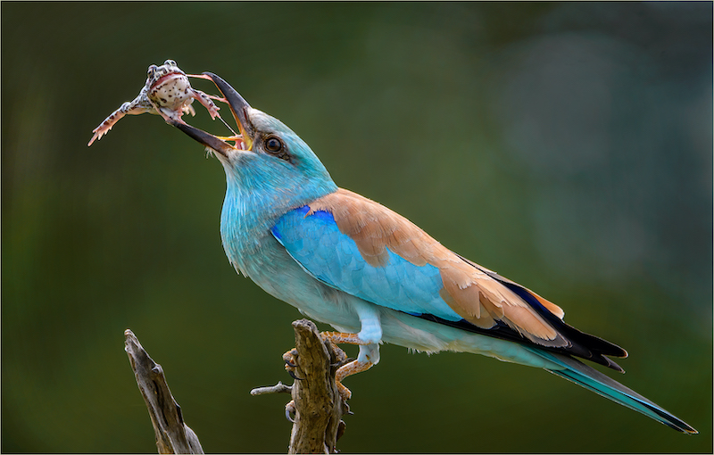 Kosmos Club Runner Up Medal - Wildlife Colour - European roller with frog 2500 - Willie Labuschagne - Magalies Foto Fun Club