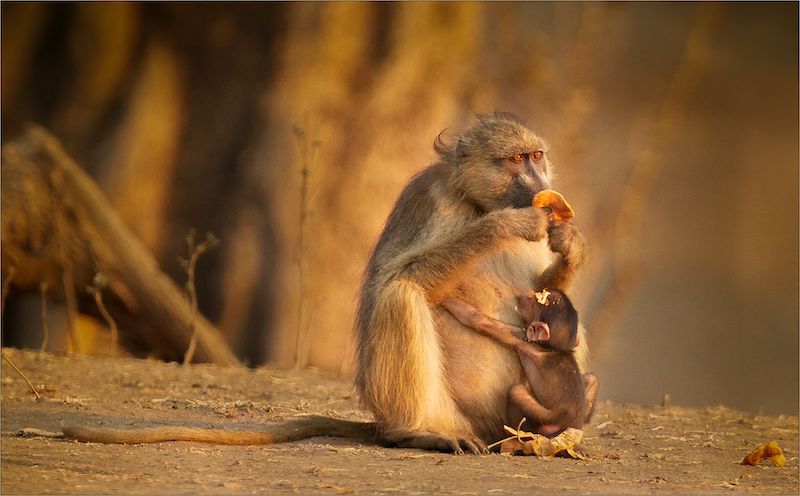 PSSA Silwer Medalje - Mother and Child Colour - Supper For Two - Wikus Cronje - Bethal Fotografie Klub