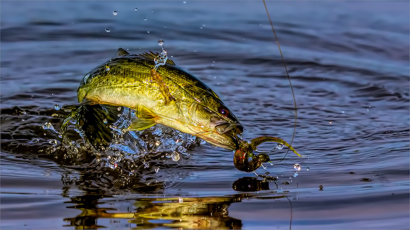 PSSA Silwer Medalje - Open Colour - Bass attacking the Worm - Andre Serfontein - Imagelink Virtual Club