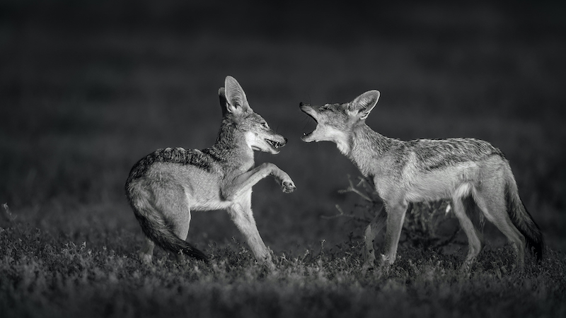 PSSA Silwer Medalje - Open Monochrome - Jackal BB smono - Willem Kruger - Independent