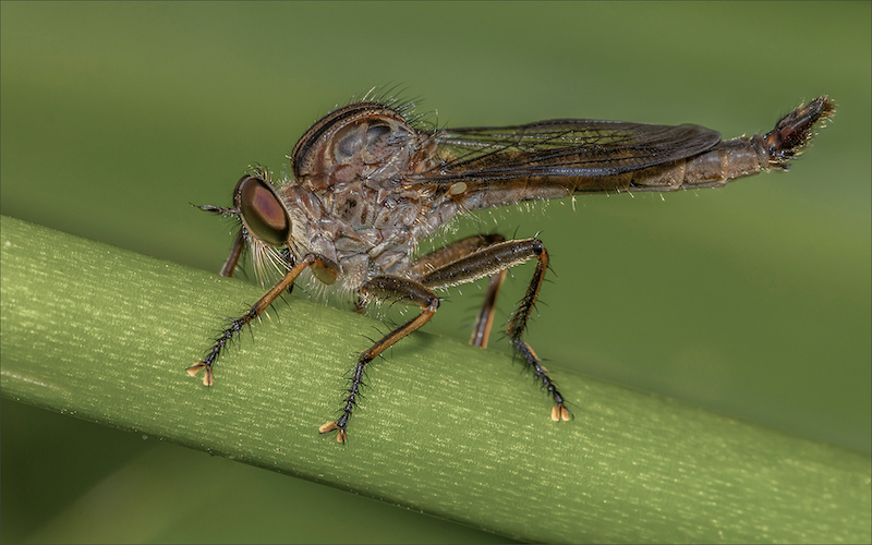 PSSA Silwer medalje - Wildlife Colour - Robberfly - Cobus Manders - Bethal Fotografie Klub