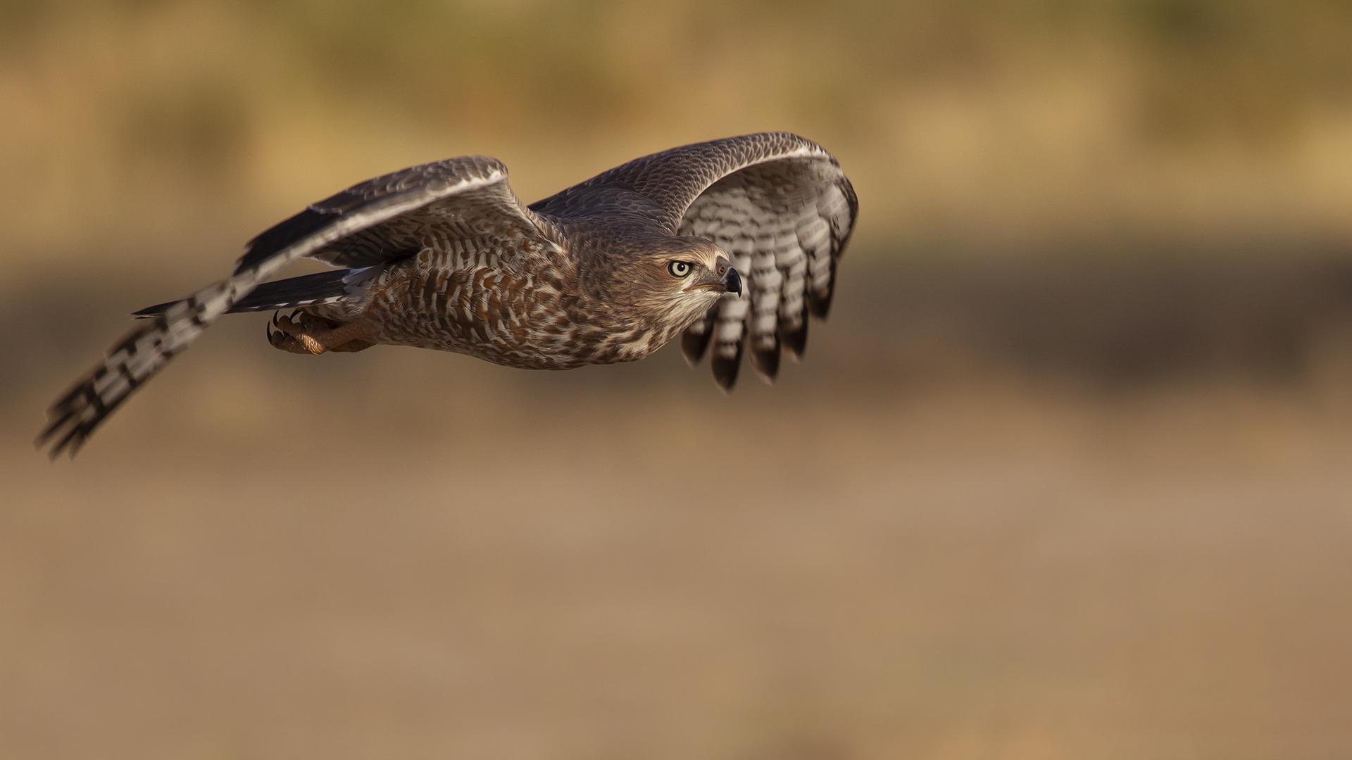 Creative Camera Club Bronze Medal-CCC-Nature Birds only-Low Flying-Michele-Ann Nel-Creative Camera Club