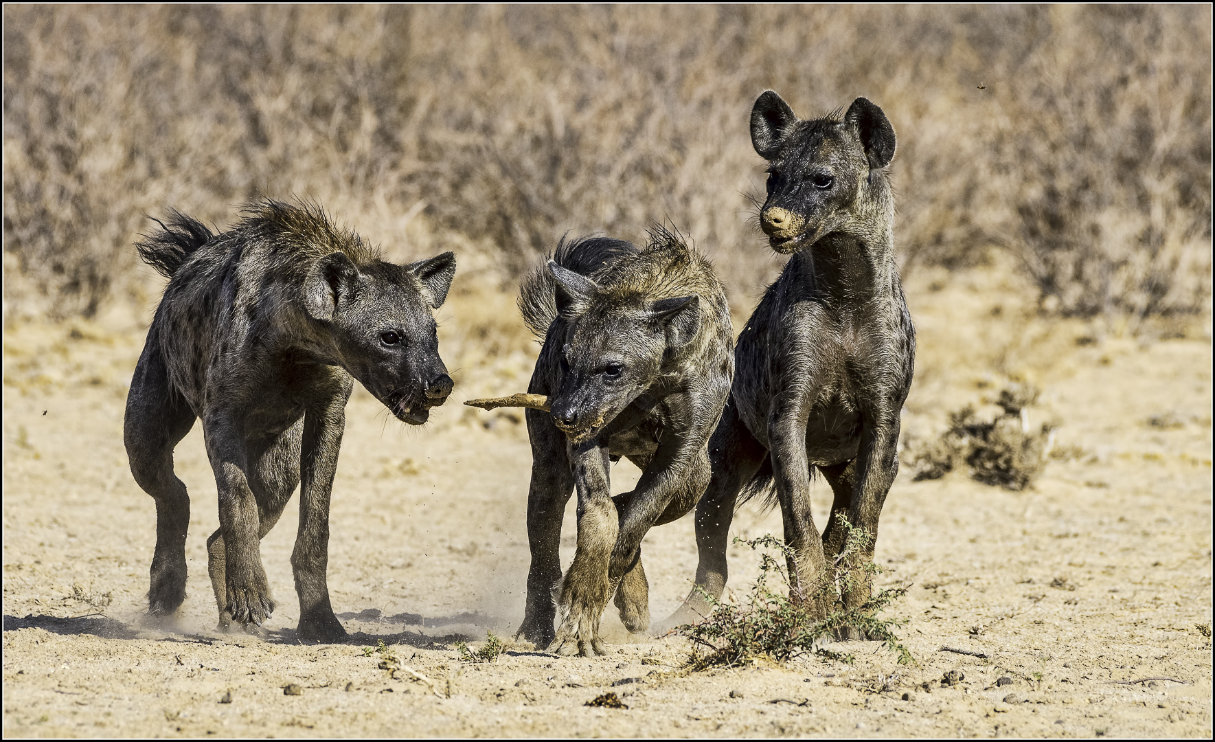 Creative Camera Club Bronze Medal-CCC-Nature no Birds no Scapes-Playing Tag-Chris Kinross-Creative Camera Club