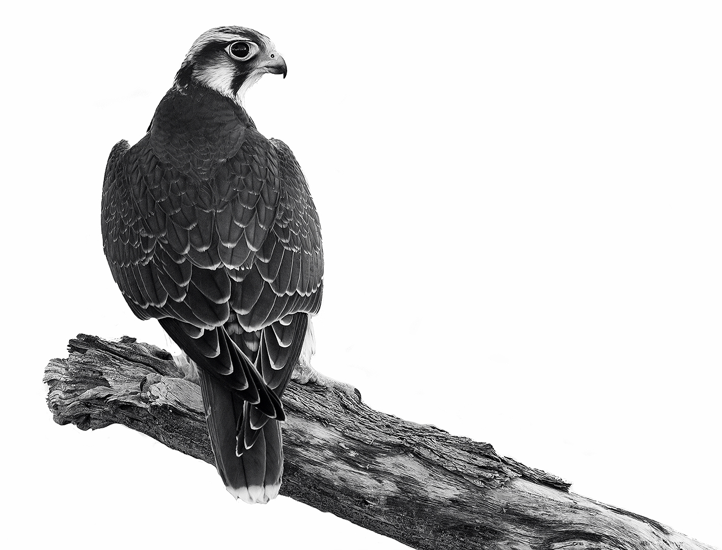 Creative Camera Club Bronze Medal-CCC-Open Monochrome-At Rest-Michele-Ann Nel-Creative Camera Club