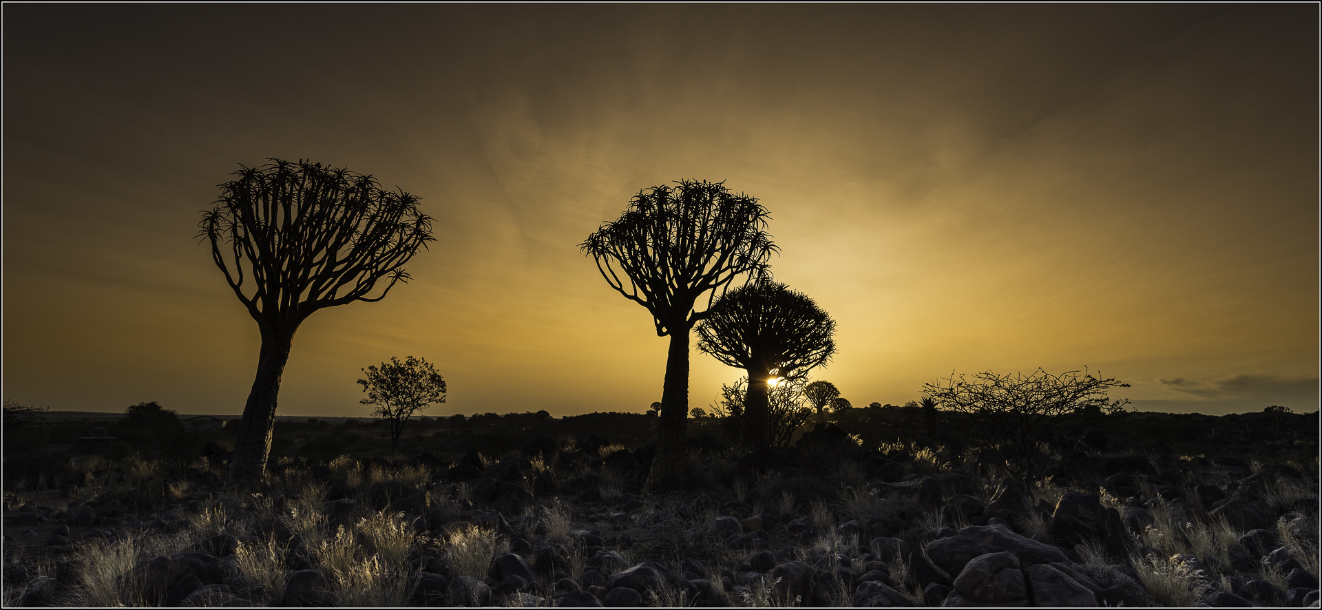 Creative Camera Club Bronze Medal-CCC-Scapes-Golden Quivers-Chris Kinross-Creative Camera Club