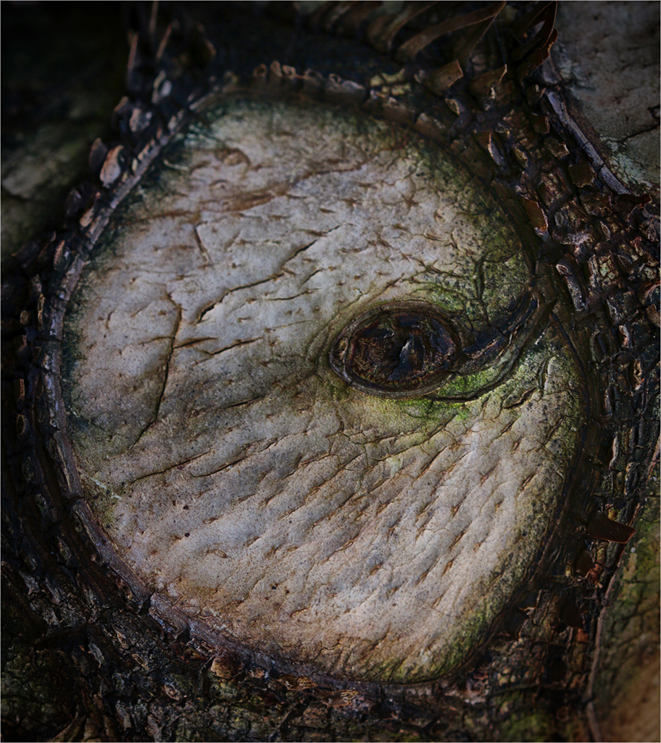 Creative Camera Club Bronze Medal-WPS-Abstract-Natures eye-Louise De Lange-Witzenberg Photographic Society