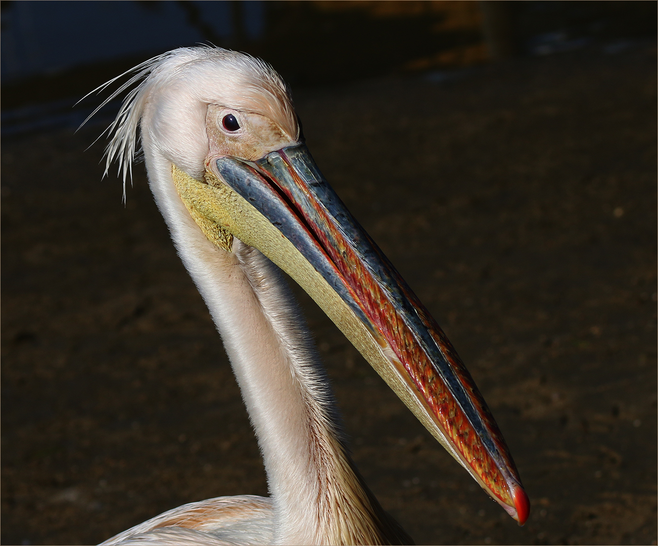 Creative Camera Club Bronze Medal-WPS-Nature Birds only-Pelikaan-Louise De Lange-Witzenberg Photographic Society
