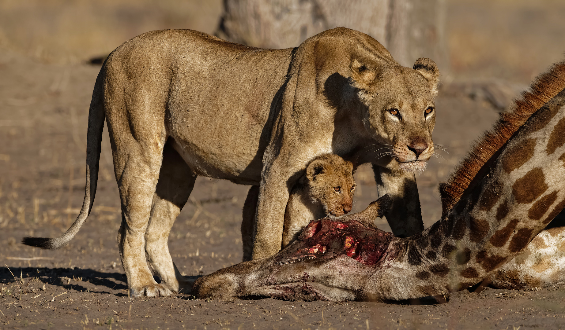 Creative Camera Club Silver Medal-Nature no Birds no Scapes-Lioness cub at kill-Willem Kruger-Independent