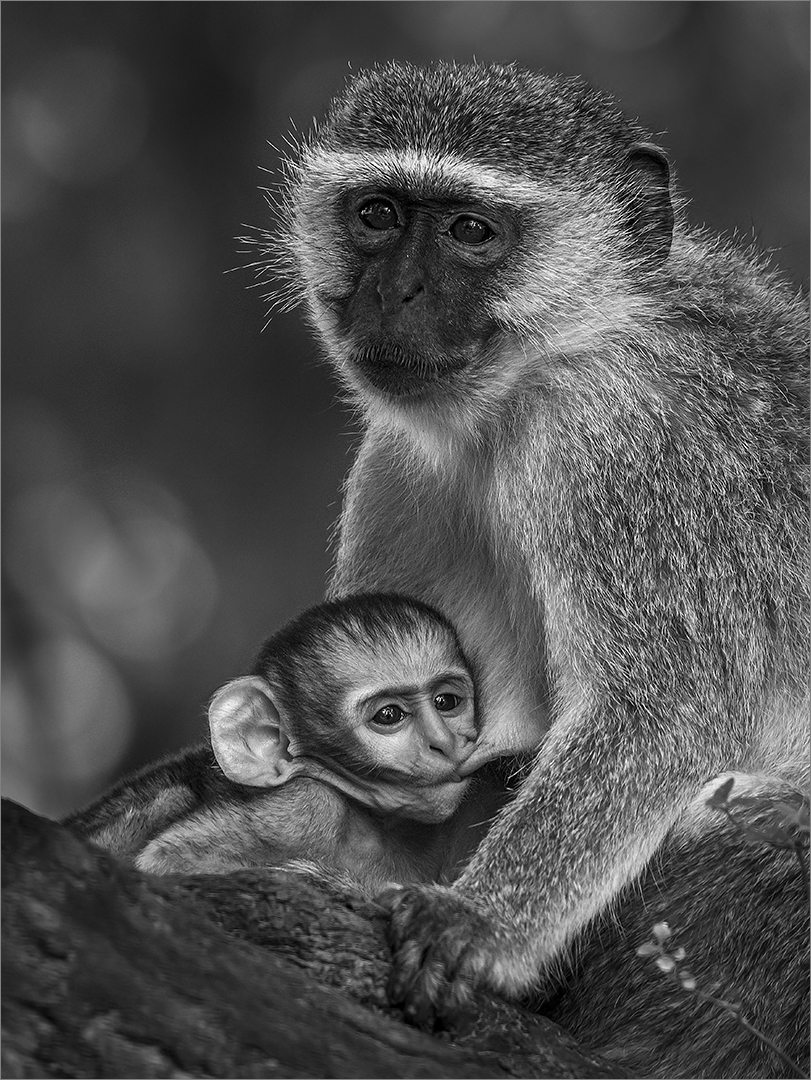 Creative Camera Club Silver Medal-Open Monochrome-Safely in her arms-Gonnie Myburgh-National Photographic Club