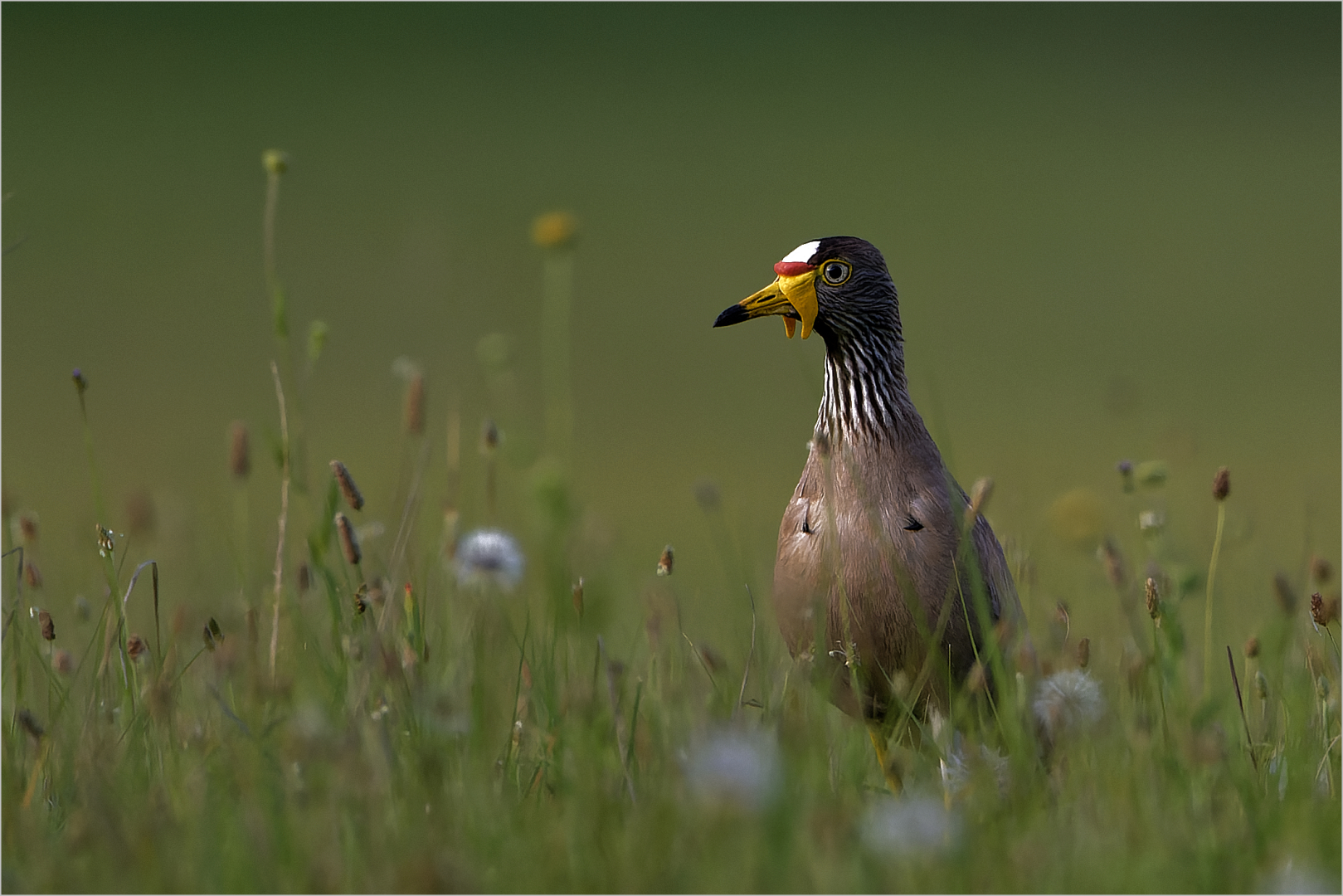 PSSA Silver Medal-Nature Birds only-Kiewiet Observing-Adriaan Theron-Magalies Foto Fun Club