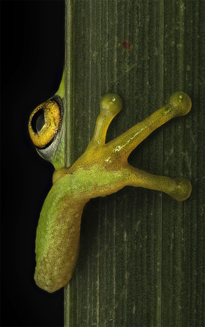 PSSA Silver Medal-Nature no Birds no Scapes-Tinker Reed Frog-Nico Hattingh-Springs Photographic Club
