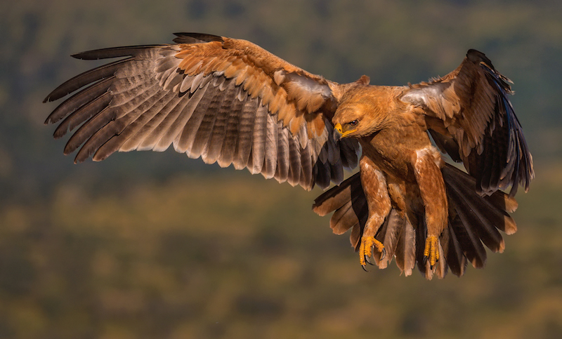 HCPS Silver Medal - Nature birds only - Colour - Eagle landing - Antionette Morkel - Uitenhage Camera Club