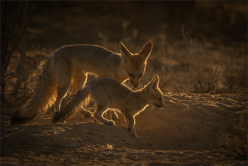 HCPS Silver Medal - Nature excluding birds and scapes - Colour - Dis Slaaptyd as die Son opkom - Gonnie Myburgh - National Photographic Club