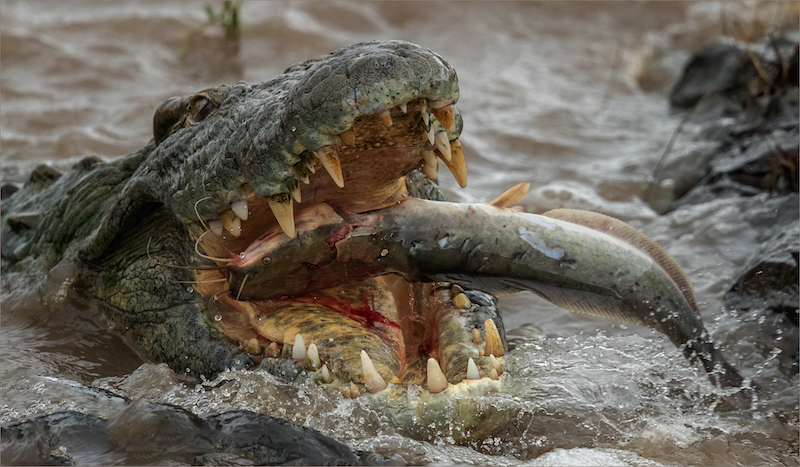 PSSA Silver Medal - Nature excluding birds and scapes - Colour - Croc with fish I - Hennie  Louw - Bosveld Fotografie Klub