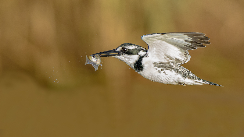 PSSA Bronze Medal-Open Colour-F5 point 6 kingfisher-Ian Taylor-Hibiscus Coast Photographic Society