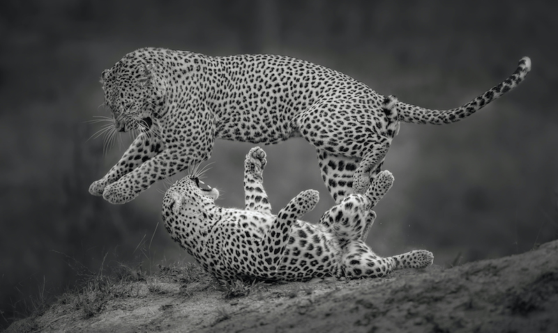 PSSA Bronze Medal-Open Monochrome-Leopardmating obw-Willem Kruger-Independent