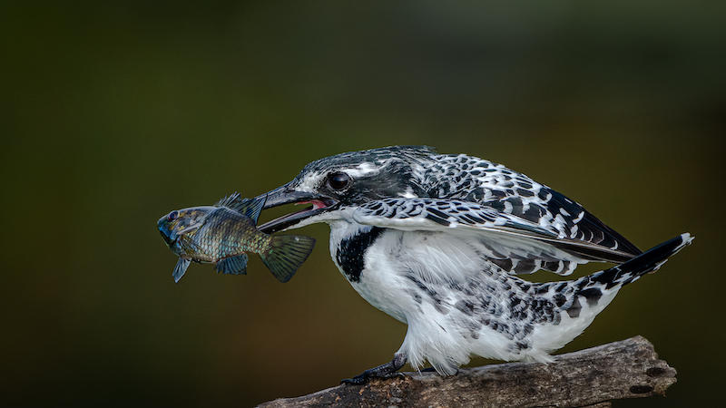 PSSA Bronze Medal-Wildlife-Showing off my catch HD-Ian Taylor-Hibiscus Coast Photographic Society