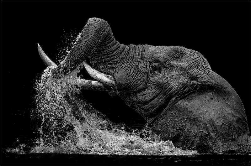 PSSA Silver Medal-Open Monochrome-Water spraying Elephant 0838bw-Willie Labuschagne-Magalies Foto Fun Club