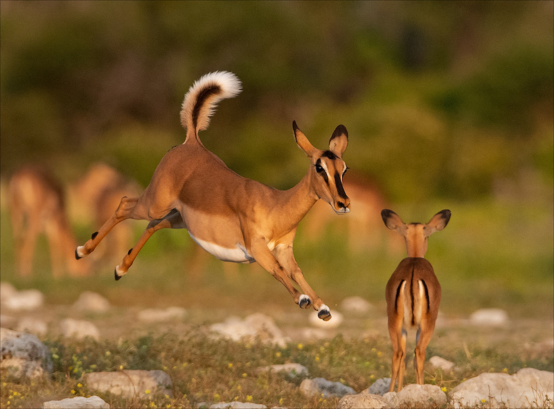 PSSA Silver Medal-Wildlife-Flying Impala-Lizette de Coning-Bloemfontein Kameraklub