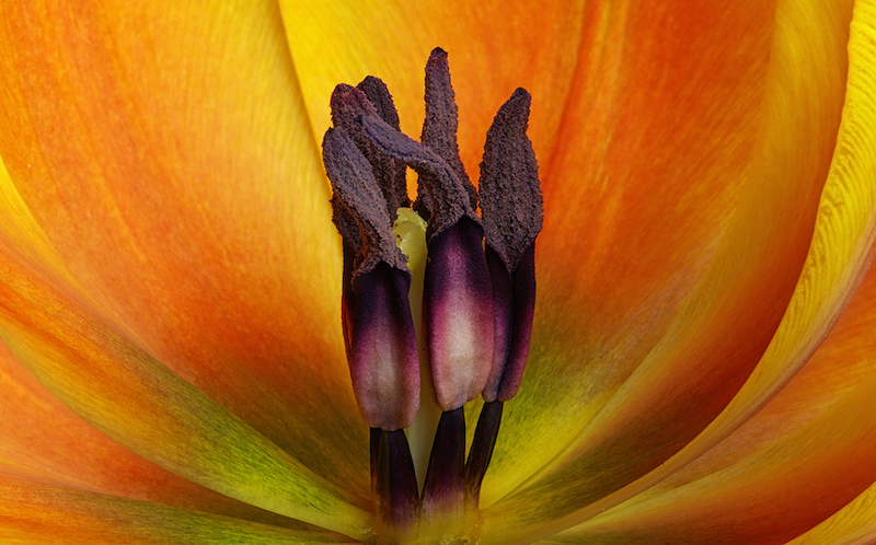 PSSA Silver Medal - Macro or Close-up - Colour - Center of the tulip - Bennie Vivier - Tygerberg Photographic Society