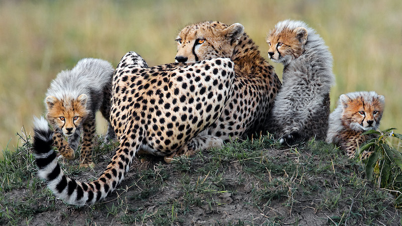 PSSA Silver Medal - Open - Colour - The Cheeetah family - gerhard geldenhuys - Nelspruit Photographic Society