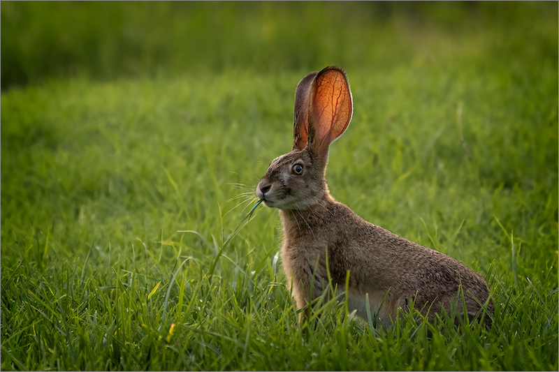 PSSA Silver Medal - Wildlife - Colour - Cape Hare - Eddie Reinecke - Krugersdorp Camera Club