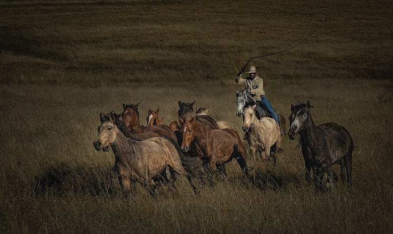 TPS Club Silver Medal - Open - Colour - Chasing the herd - Chanel Enslin - Vanderbijlpark Fotografiese Vereniging