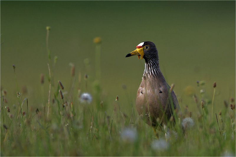 TPS Club Silver Medal - Wildlife - Colour - Kiewiet Observing  - Adriaan Theron - Magalies Foto Fun Club