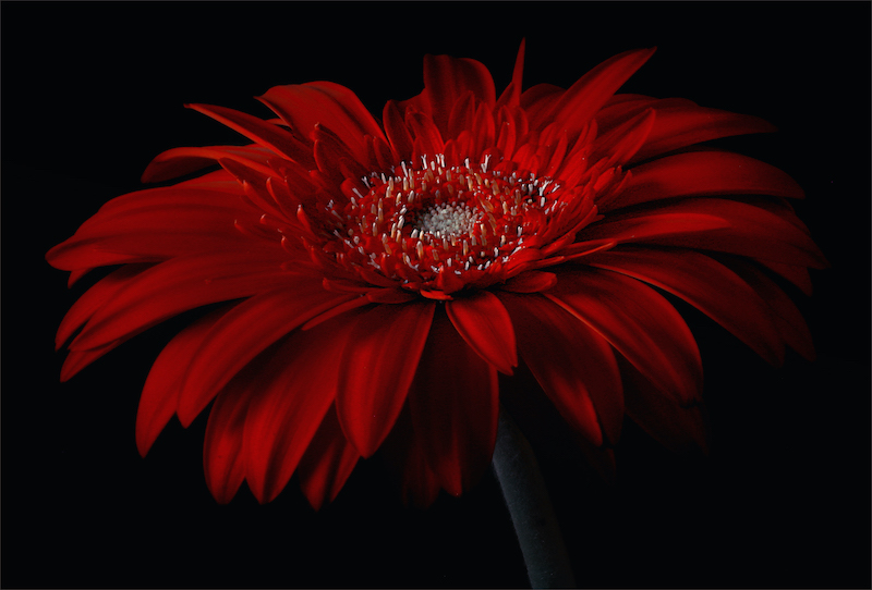 Club Medal - Floa and Flowers - moody gerbera - Spokie Van der Merwe - Kriel Foto Club