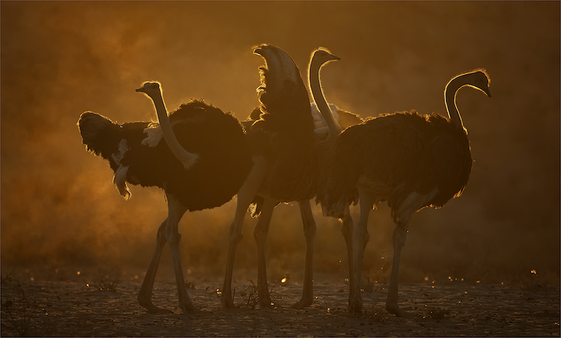 Club Medal - Wildlife Birds Only - sunset ostriches2 - Geo Jooste - Bloemfontein Kameraklub
