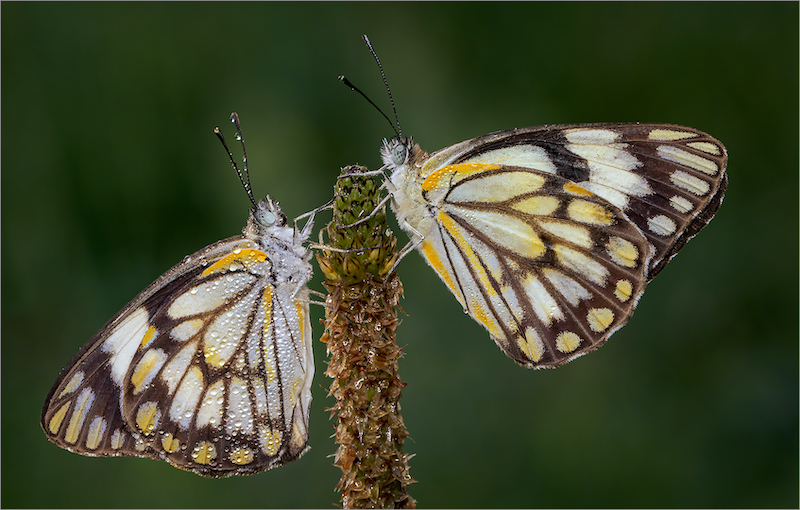 Club Medal - Wildlife No Birds - African Caper Whites - Eddie Reinecke - Krugersdorp Camera Club