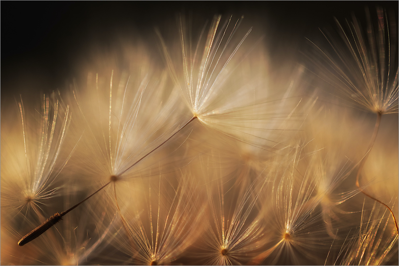 PSSA Silver Medal - Flora and Flowers - Next generation - Eddie Reinecke - Krugersdorp Camera Club