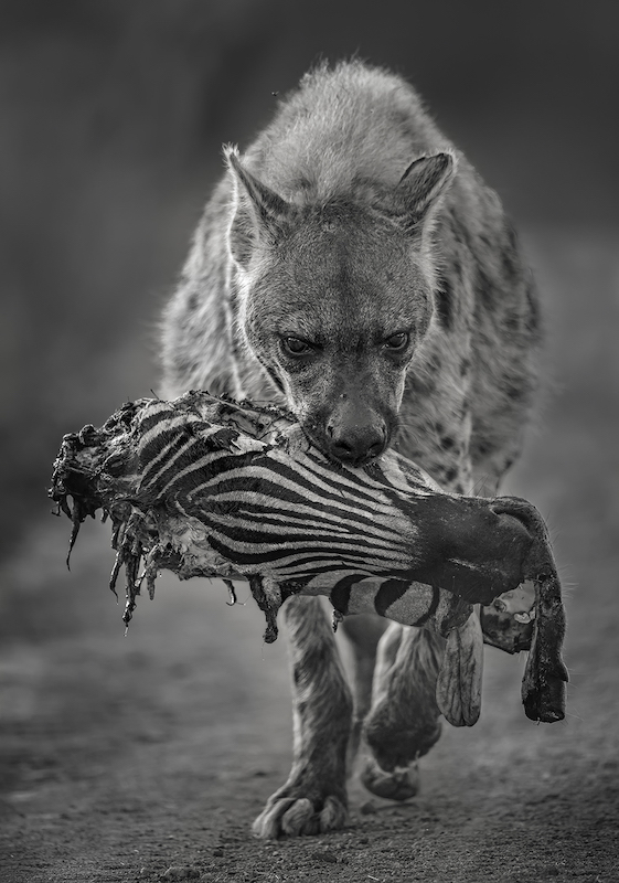 PSSA Silver Medal - Open Monochrome - Hyena Z port clbw - Willem Kruger - Independent