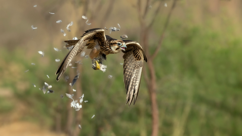 PSSA Silver Medal - Wildlife Birds Only - Lanner 6 KTP 21 - Michiel Duvenhage - Bloemfontein Kameraklub