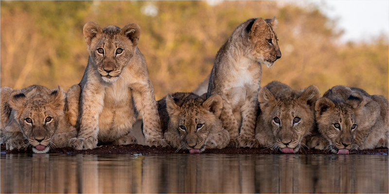 PSSA Silver Medal - Wildlife No Birds - Huddled Together - Charles Naude - Hermanus Photographic Society