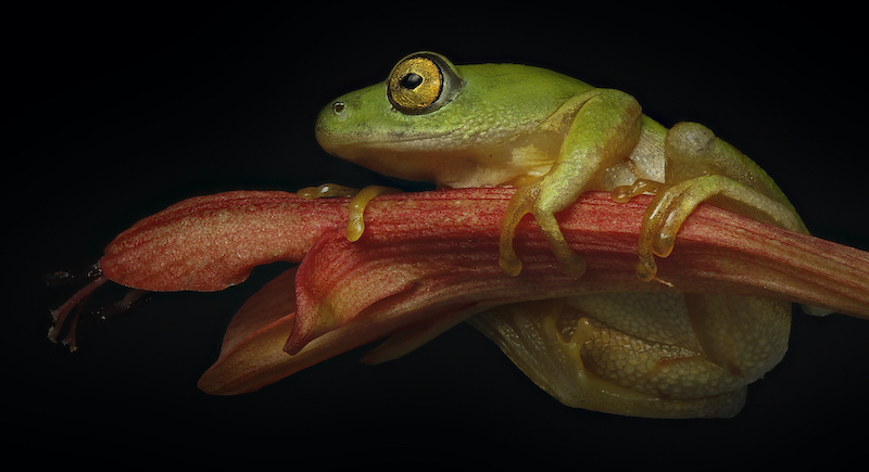 PSSA Silver Medal - Open - Colour - Nico Hattingh - Reed Frog on Flower - Springs Photographic Club