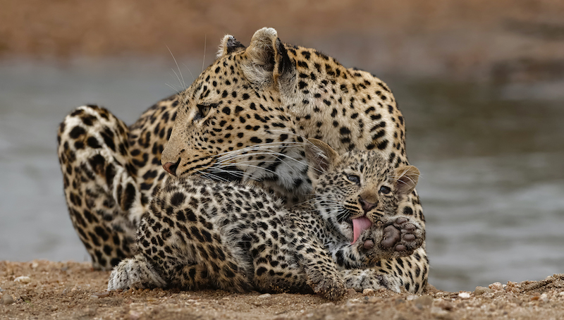 VFV Silver Medal - Nature - Colour - Willem Kruger - Leopard mom cub t - Independent