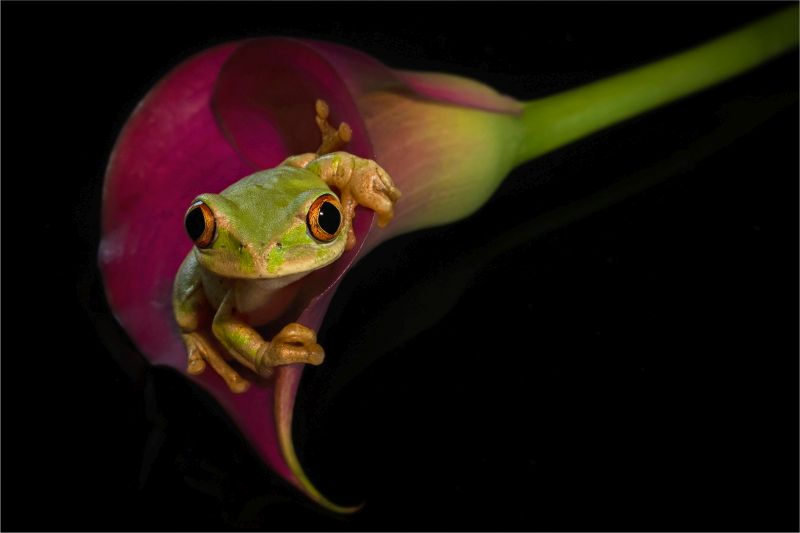 Club Medal - Open Color -Peeking out - Shirly Gillitt - Westville Camera Club