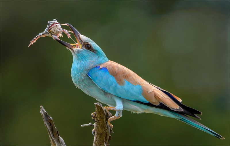 Club Medal - Wildlife Birds Only - European roller with frog 2500 - Willie Labuschagne - Magalies Foto Fun Club