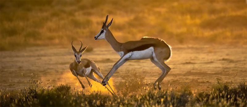 Club Medal - Wildlife No Birds - Happy hour - Bennie Vivier - Tygerberg Photographic Society