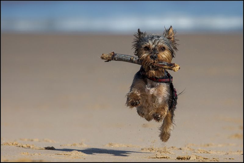 PSSA Silver Medal - Open Colour -Minke op die strand - Ben Koekemoer - Harties Fotografie Studiegroep