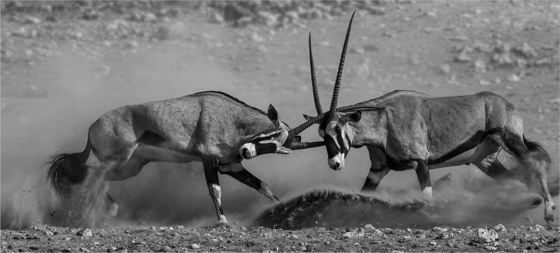 PSSA Silver Medal - Open Monochrome - Piercing stab - Annette Ligthelm - AFO Photography Club