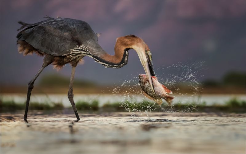 PSSA Silwer Medal - Wildlife Birds Only - Goliath Heron with Catch - 02 - Russel James - Southern Subrds Camera Club