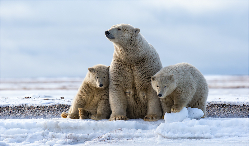 KarynParisi - Polar Bear Family